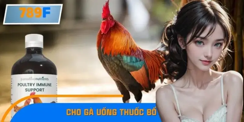 Bí Quyết Cho Gà Uống Thuốc Bổ Hợp Lý, Đúng Liều Lượng