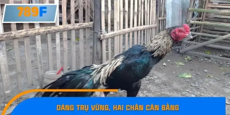 Dáng trụ vững, hai chân cân bằng