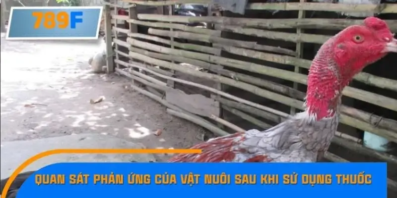 Quan sát phản ứng của vật nuôi sau khi sử dụng thuốc