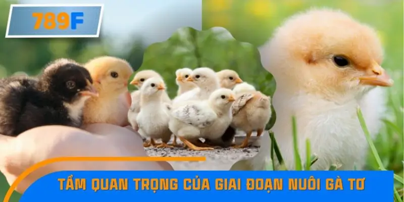 Tầm quan trọng của giai đoạn nuôi gà tơ