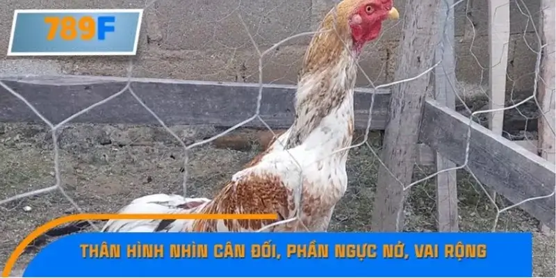 Thân hình nhìn cân đối, phần ngực nở, vai rộng