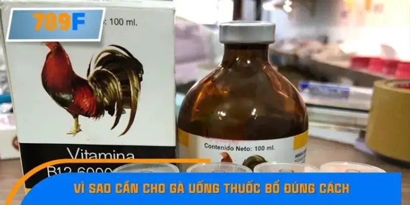 Vì sao cần cho gà uống thuốc bổ đúng cách?